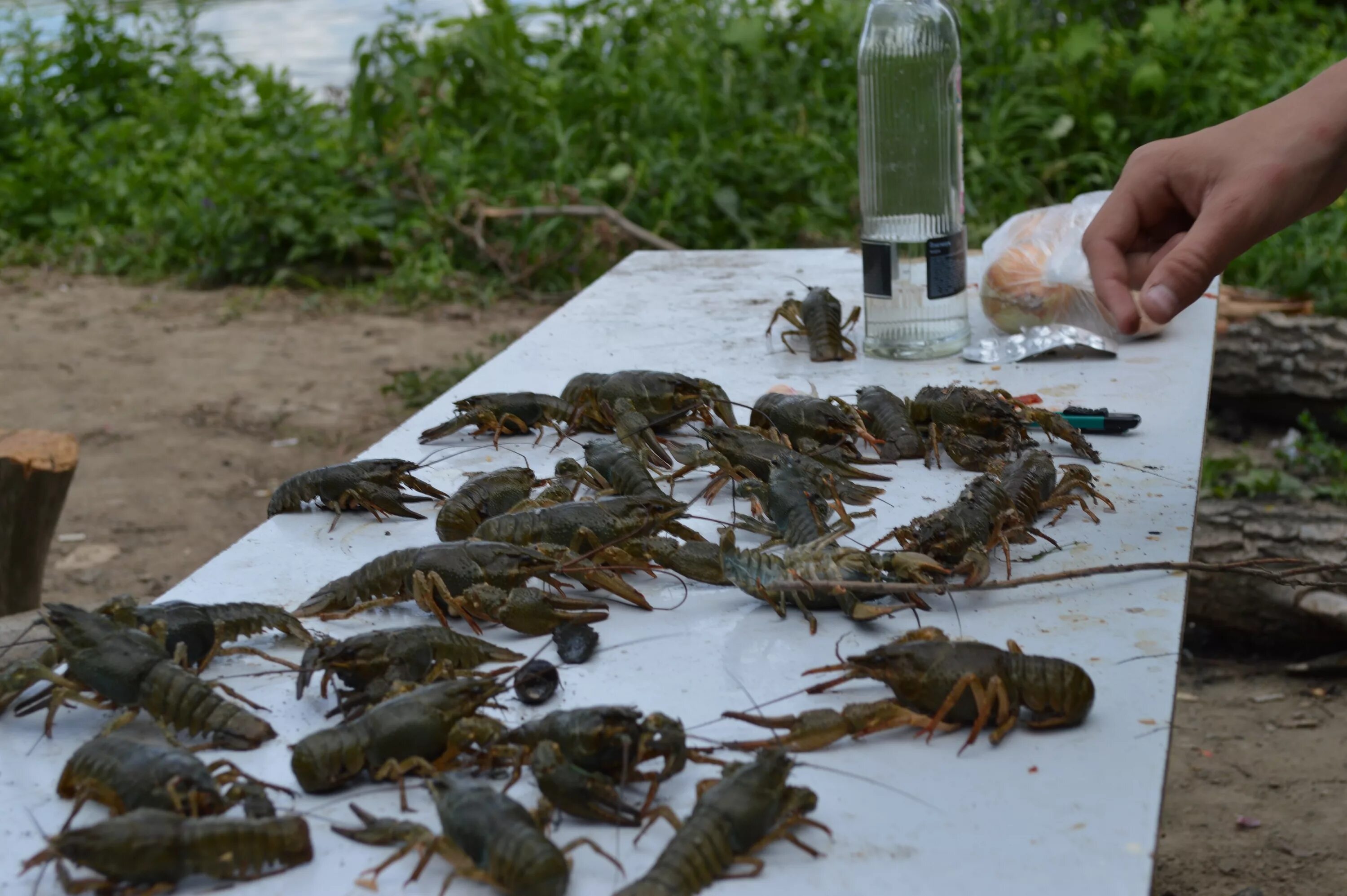 Раки на дом недорого. Ловля раков. Места.. В Ахтубинске водятся раки?. Река Барлак, есть ли раки?.