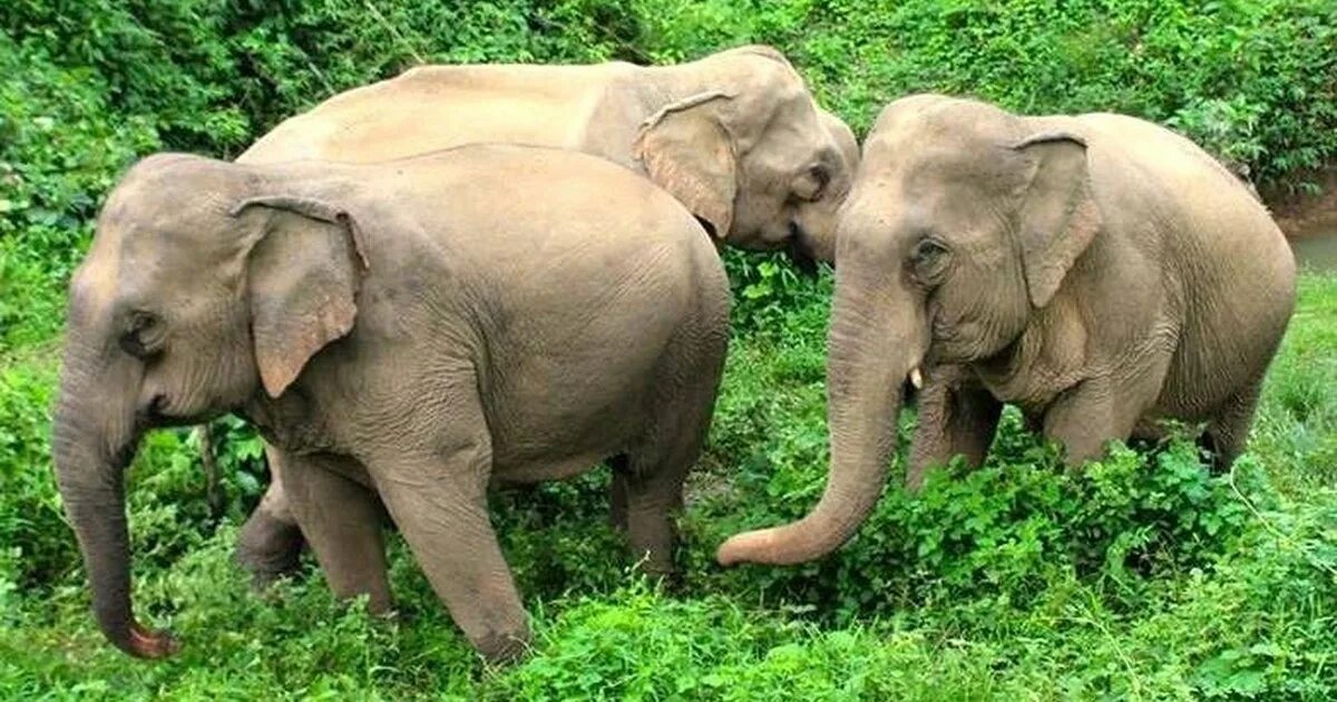 Elephant friends. Asian Elephant. 2 Ход слоном защита.