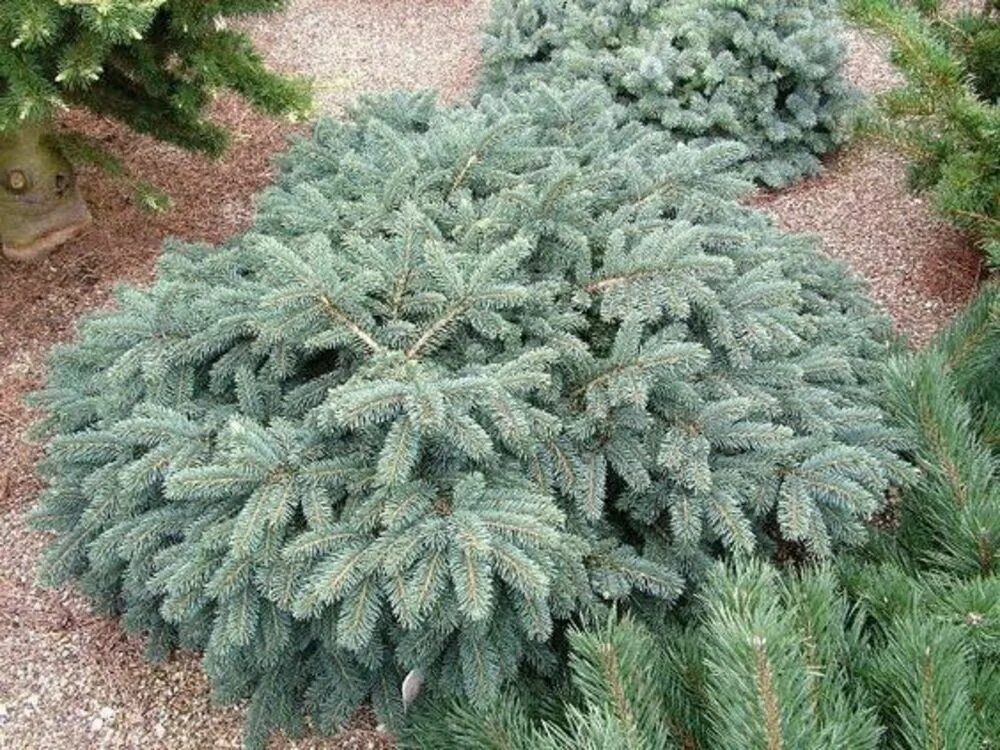 Ель колючая picea pungens. Picea glauca Waldbrunn. Ель колючая голубая Вальдбрун. Ель колючая Sonia. Ель колючая Picea pungens 'Sonia’.