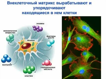 Какие бывают внеклеточные организмы