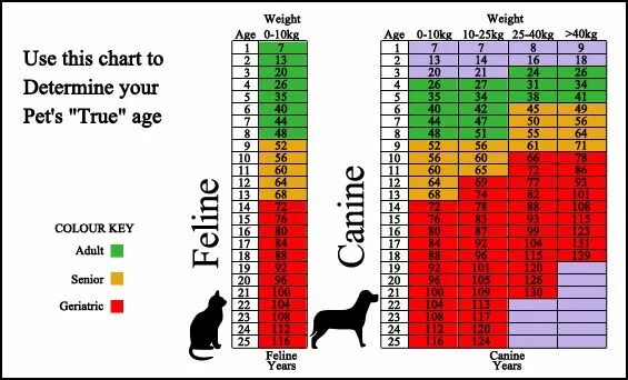 True age. Age of Cats Chart. Cat years to Human. Диаграмма возраста собак. Сравнение возраста собаки и человека.