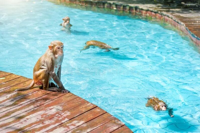 Шимпанзе плавает. Обезьяна в бассейне. Обезьяна плавает. Обезьяны умеют плавать. Обезьяна плывет.
