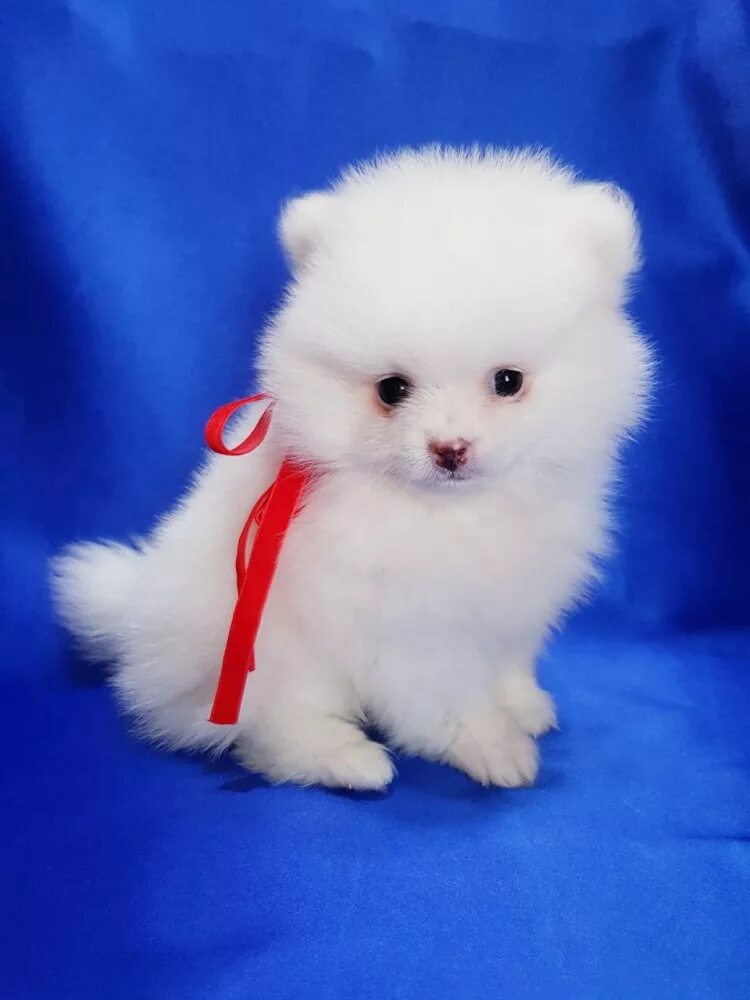 Белый котенок в добрые руки. Где продается белый. Белые котята в хорошие руки. Где продается белый. Шпиц померанский карликовый.