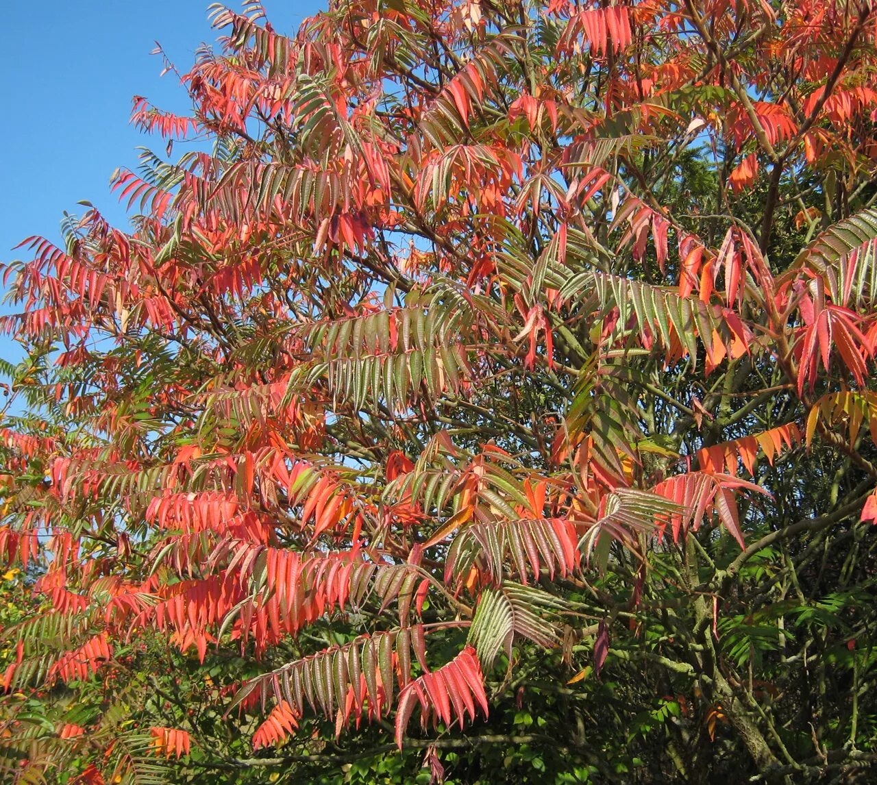 Кустарники похожие на деревья. Сумах оленерогий Rhus typhina. Сумах Rhus typhina. Сумах оленерогий побег. Оленерогий Rhus typhina.