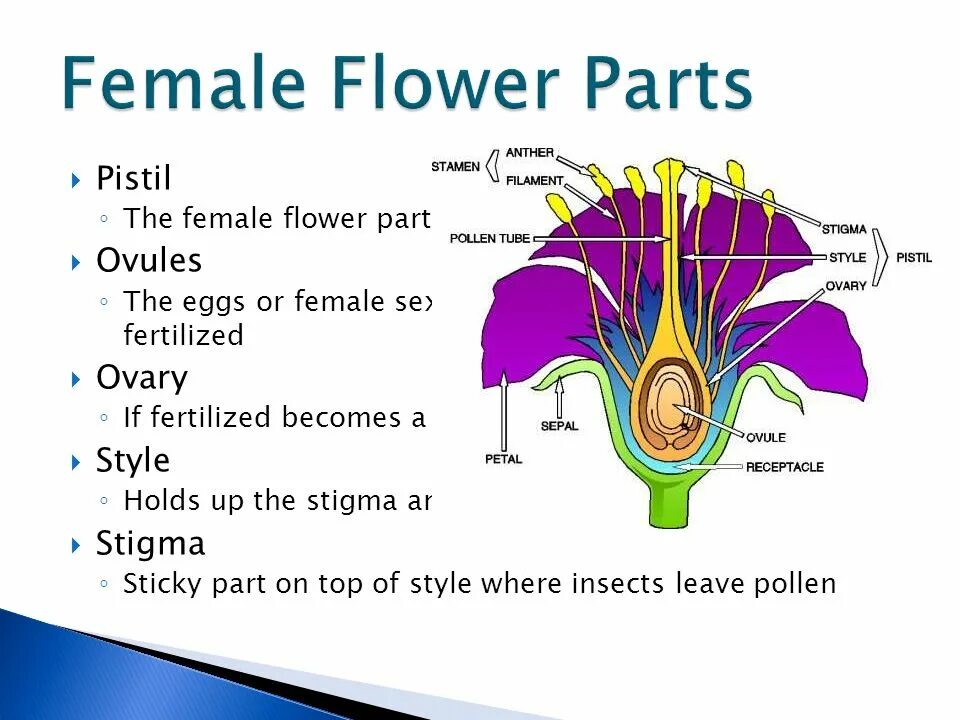 Parts of Flower. Flower structure. Female Part of the Flower. Parts of the Flower in English.