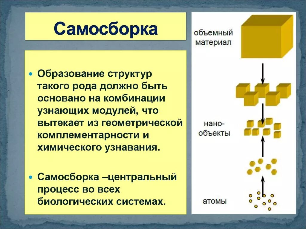 К образованию какой структуры приводит суберинизация. Самосборка макромолекулярных белковых структур. Самосборка молекул белковых структур.. Клеточная структура способная к самосборке. Самосборка надмолекулярных белковых комплексов.