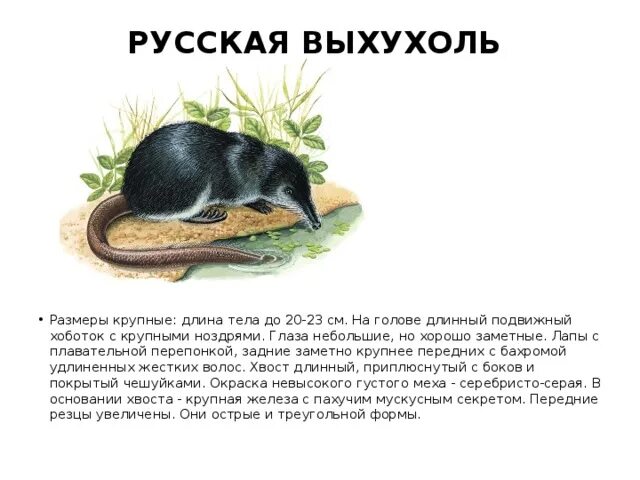 Русская выхухоль проект окружающий мир Презентация на тему: ""Люби и охраняй свой край!" Особенности природы и экологии