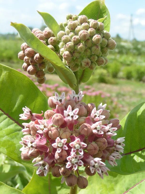 ваточник сирийский (asclepias syriaca). ваточник сирийский семена. ваточник сирийский. ваточник сирийский. ваточник - сирийский фикус,.