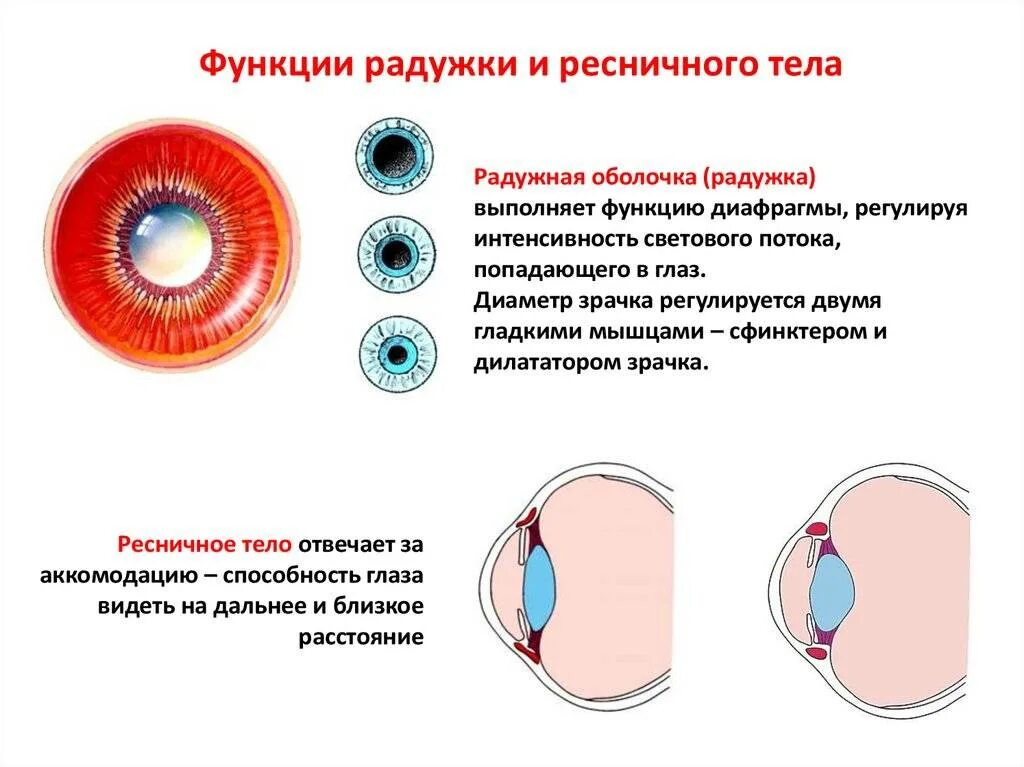 Строение глаза радужка и ресничное тело. Строение и функции радужной оболочки глаза. Радужная оболочка строение и функции. Функция оболочки радужка, строение. Особенность строения радужки какую функцию она выполняет