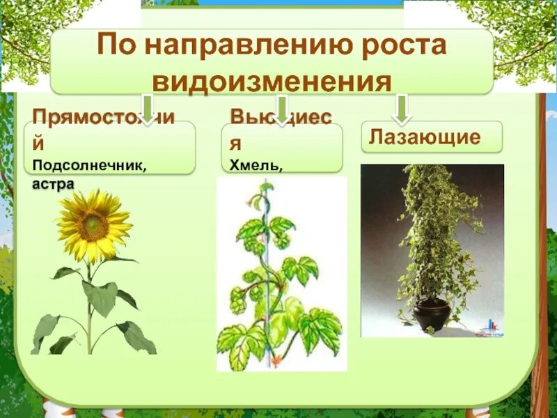 Какой стебель по направлению роста. По направлению роста. дуб по направлению роста. какие направления роста растений.