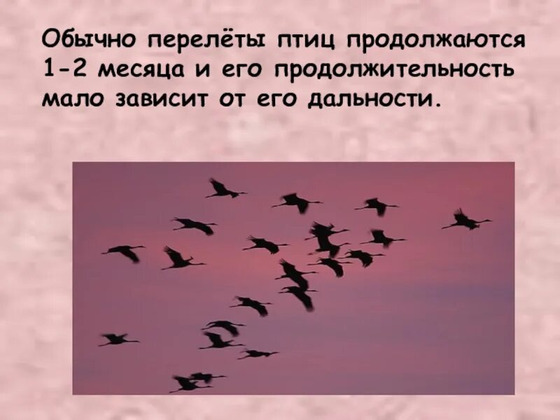 Перелетные птицы. Перелет птиц. Перелеты птиц презентация. Сообщение о перелете птиц.