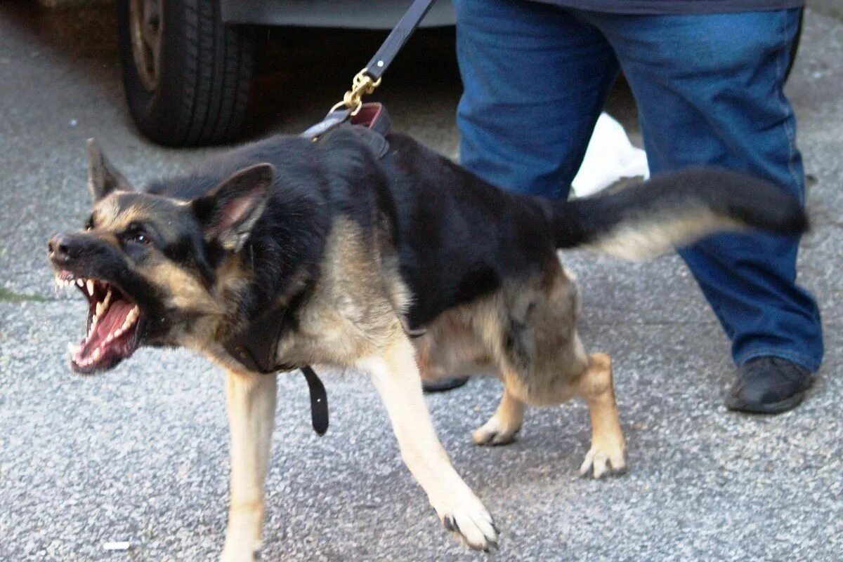 Немецкая овчарка нападает. Герман шепхерд. Собачий оскал. Овчарка нападает. Восточно-европейская овчарка оскал.