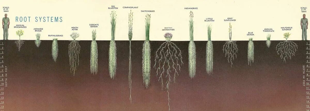 Огурцы овса. Глубина корневой системы деревьев. Корневая система растений глубина. Растения с неглубокой корневой системой.