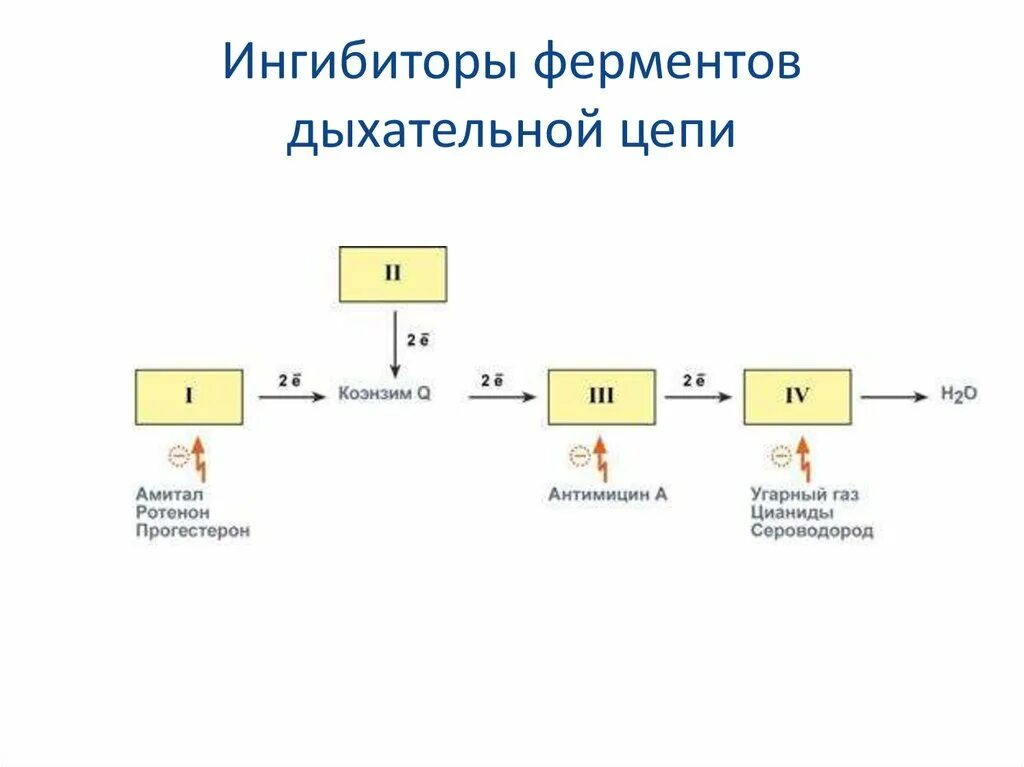 Дыхательная цепь биохимия схема Картинки ЦИТОХРОМЫ ДЫХАТЕЛЬНОЙ ЦЕПИ