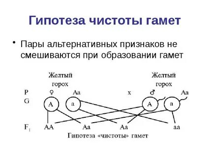 Гипотеза чистоты
