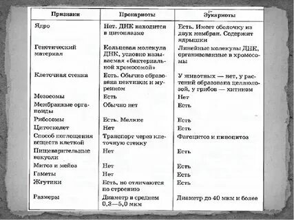 Клеточная структура эукариоты и прокариоты