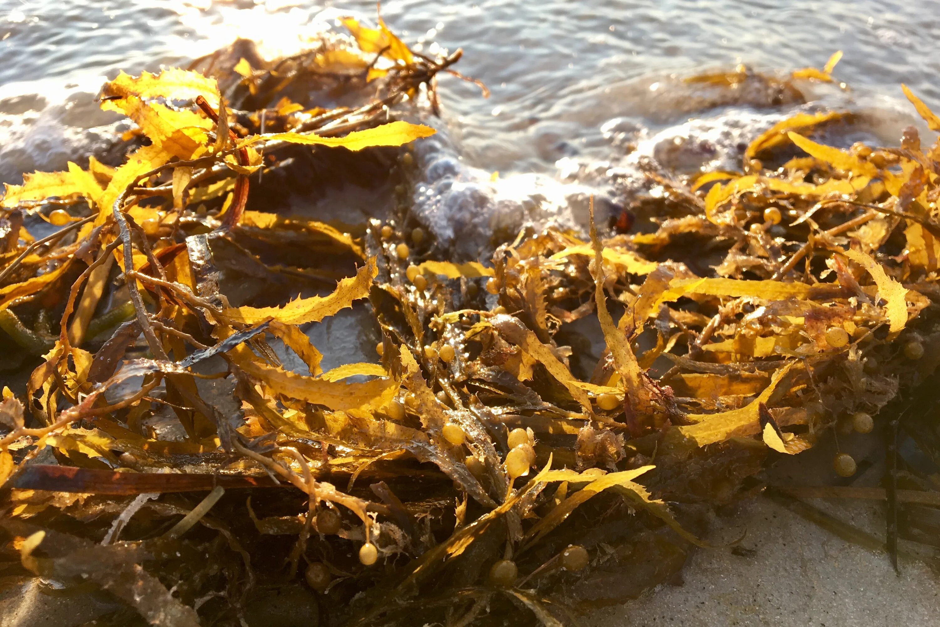 Саргассово море водоросли саргассум. Ламинария фукус саргассум. Бурые водоросли саргассум. Саргасса бурая водоросль.