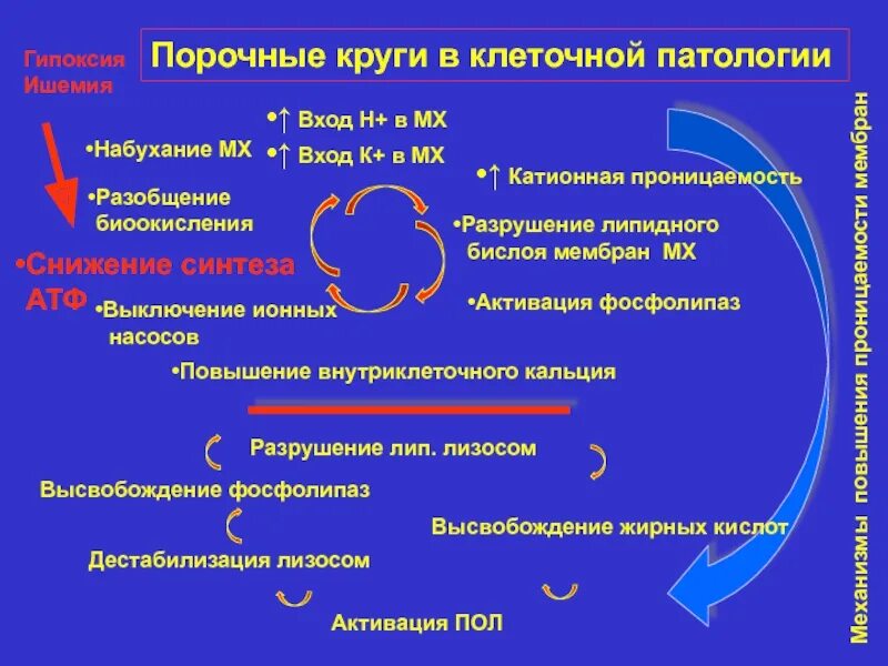 Паразитозы классификация. Порочный круг клеточной патологии. Психосоматические цепочки. Патологический круг. Порочный круг патофизиология.