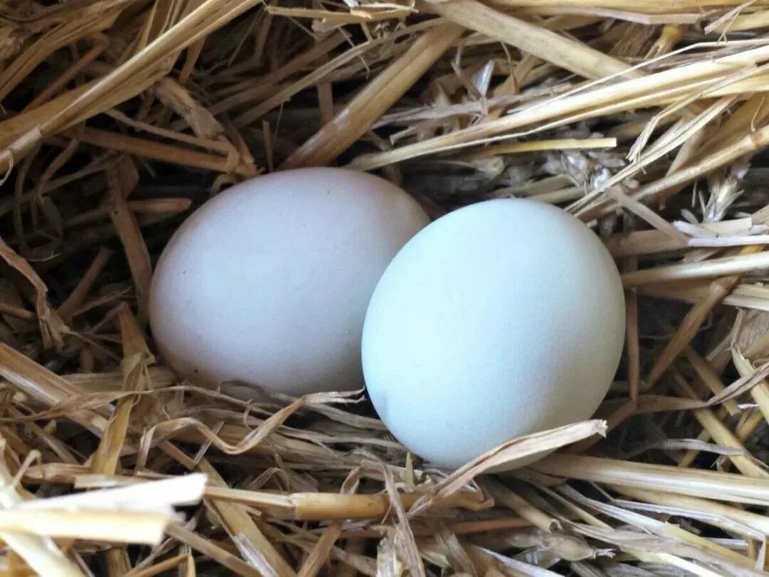 Купить инкубационное яйцо леггорн. Леггорн яйца. Инкубационное яйцо Леггорн. Яйцо утиное инкубационное. Яйцо гусиное инкубационное.