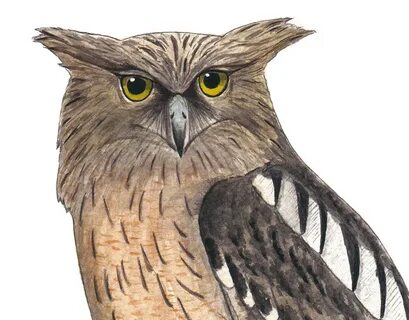 Корабль филин