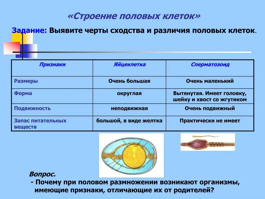 Признаки отличающие строение. Строение половых клеток таблица. Особенности строения половых клеток. Сравнение яйцеклетки и сперматозоида. Функция таблица яйцеклетка сперматозоид.