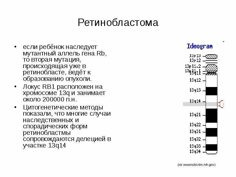 Мутации в гене rb1. Мутация Гена rb1 механизм. Ген rb1 это. Ген rb1 ретинобластома. Ген 1 телефон