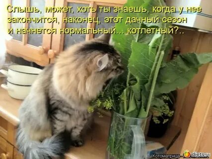 Кот хрен