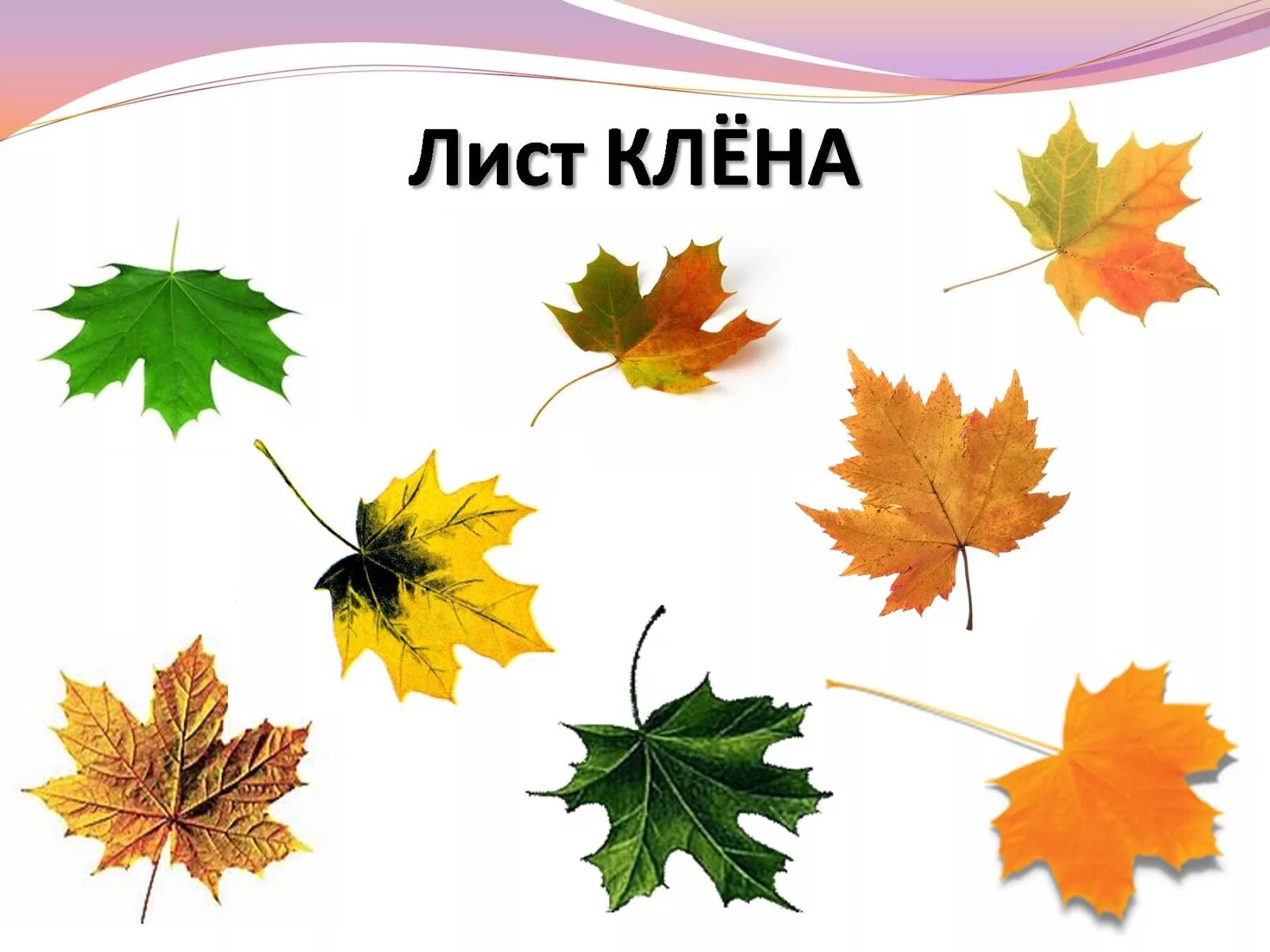 Что за листья 1 класс видеоурок. Лист для презентации. разные кленовые листья с названиями. листья 1 класс. листья окружающий мир 1 класс.