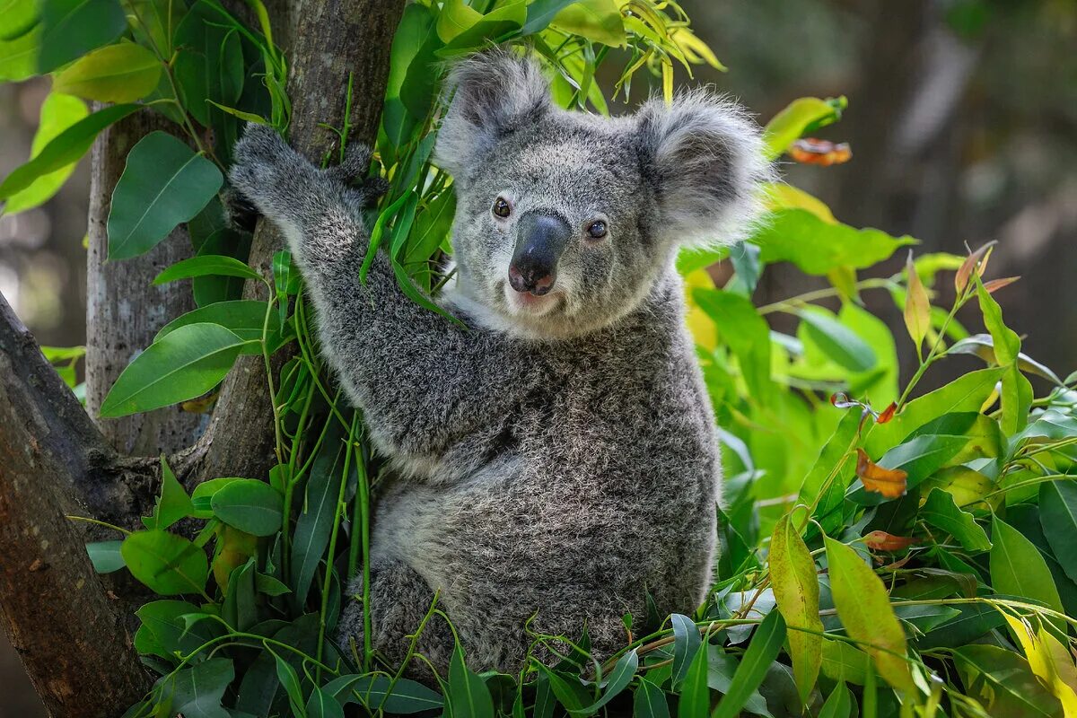 Животные Австралии коала. Коала сумчатое. Эндемики Австралии коала. Австралия сумчатые коала.