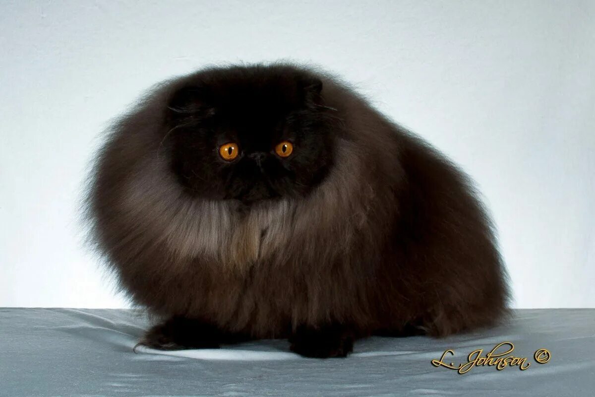 Персидская вислоухая кошка. Экзот черный длинношерстный. Персидская длинношерстная шиншилла. Персидская длинношерстная кошка. Длинношерстная.. От персидской кошки с шоколадной окраской
