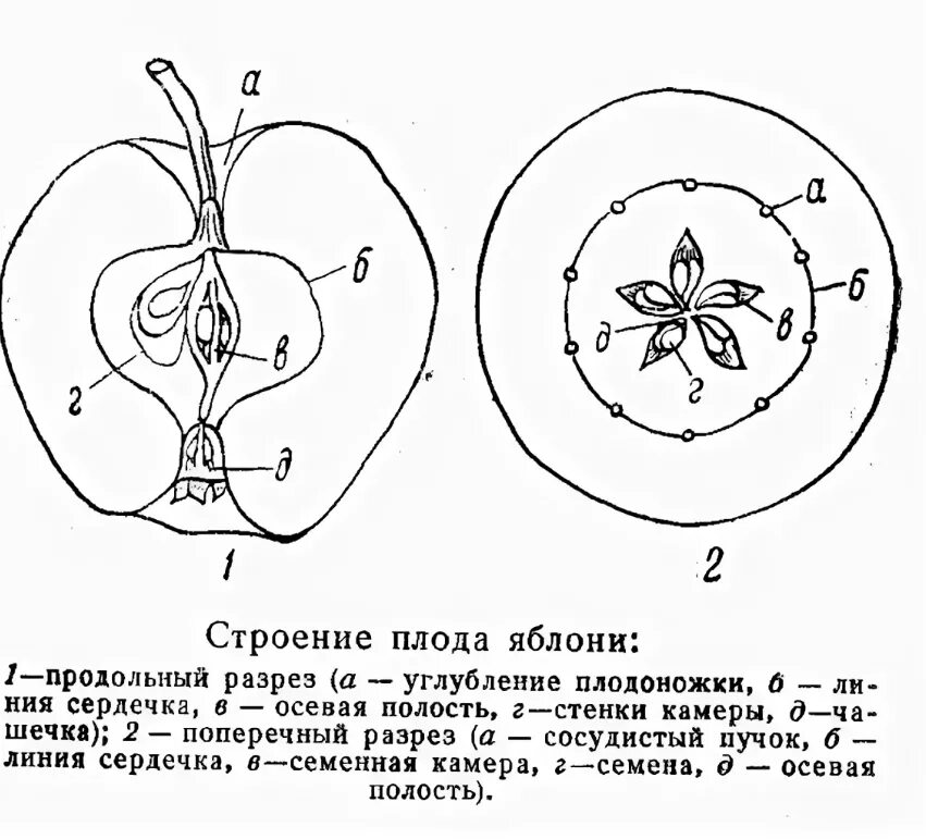 Какую функцию выполняет плод яблони. Строение плода яблони в разрезе. Поперечный разрез плода яблони. Строение плодов яблони. Поперечный разрез завязи яблони.