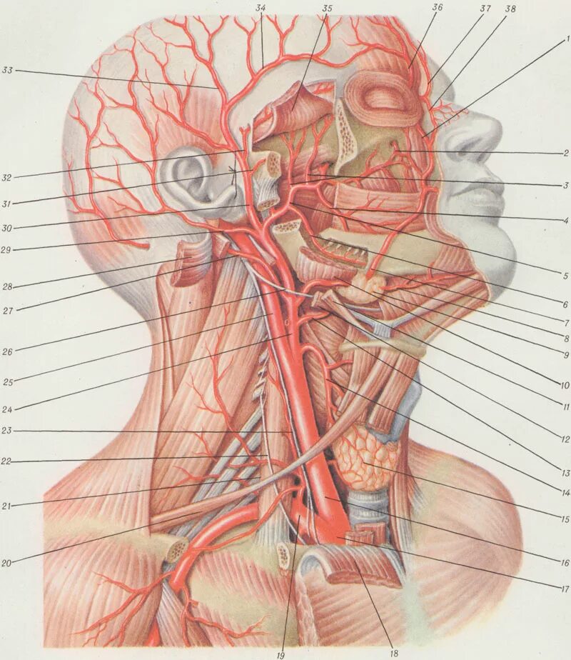 Анатомия сосудов головы. Внутренняя Сонная артерия Неттер. Сонная артерия анатомия. Наружная Сонная артерия анатомия. Наружная Сонная артерия НЕТТР.