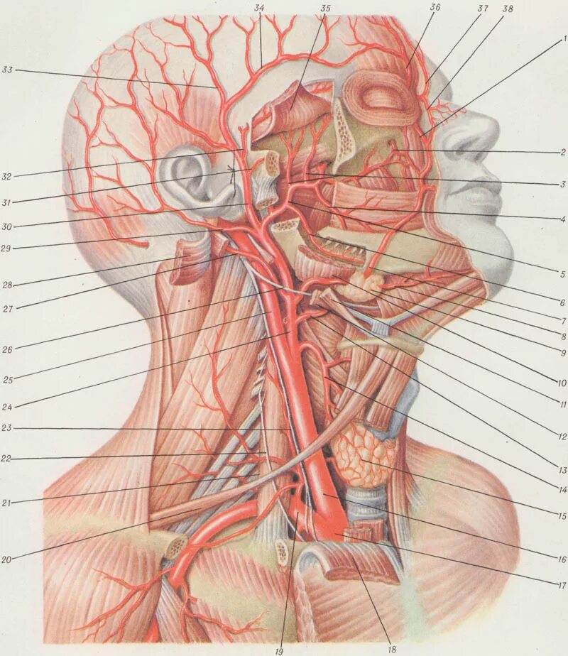 Наружная сонная артерия где. Внутренняя Сонная артерия Неттер. Сонная артерия анатомия. Наружная Сонная артерия анатомия. Наружная Сонная артерия НЕТТР.