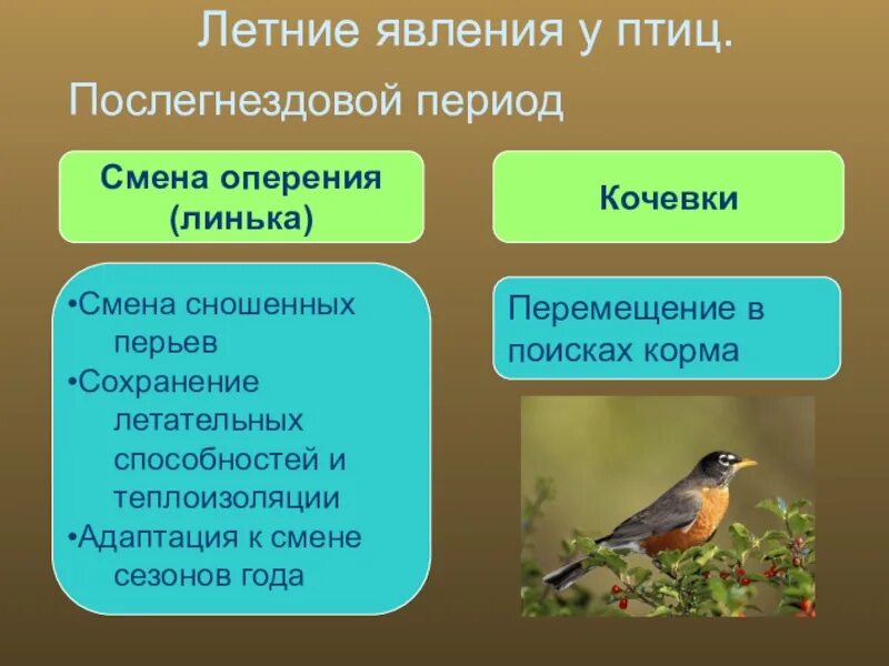 Презентация особенности строения и процессов жизнедеятельности птиц. Сезонные изменения в жизни птиц. Сезонные явления в жизни птиц. Сезонные явления у животных. Послегнездовой период в жизни птиц.