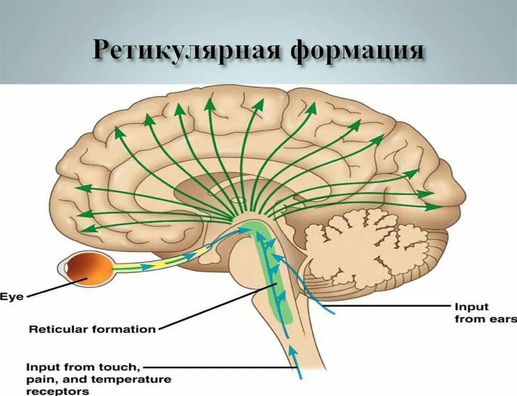 Ретикулярная формация головного мозга. Ретикулярная формация головного мозга анатомия. Нижние отделы ретикулярной формации. Ретикулярная формация мозгового ствола.