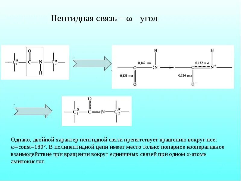 Пептидная связь углы. Характер пептидной связи. Пептидные связи в волосе. Двойная пептидная связь.