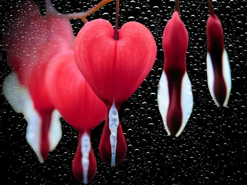 Лепестки цветов. Плачущее сердце цветок. Разбитое сердце цветок.