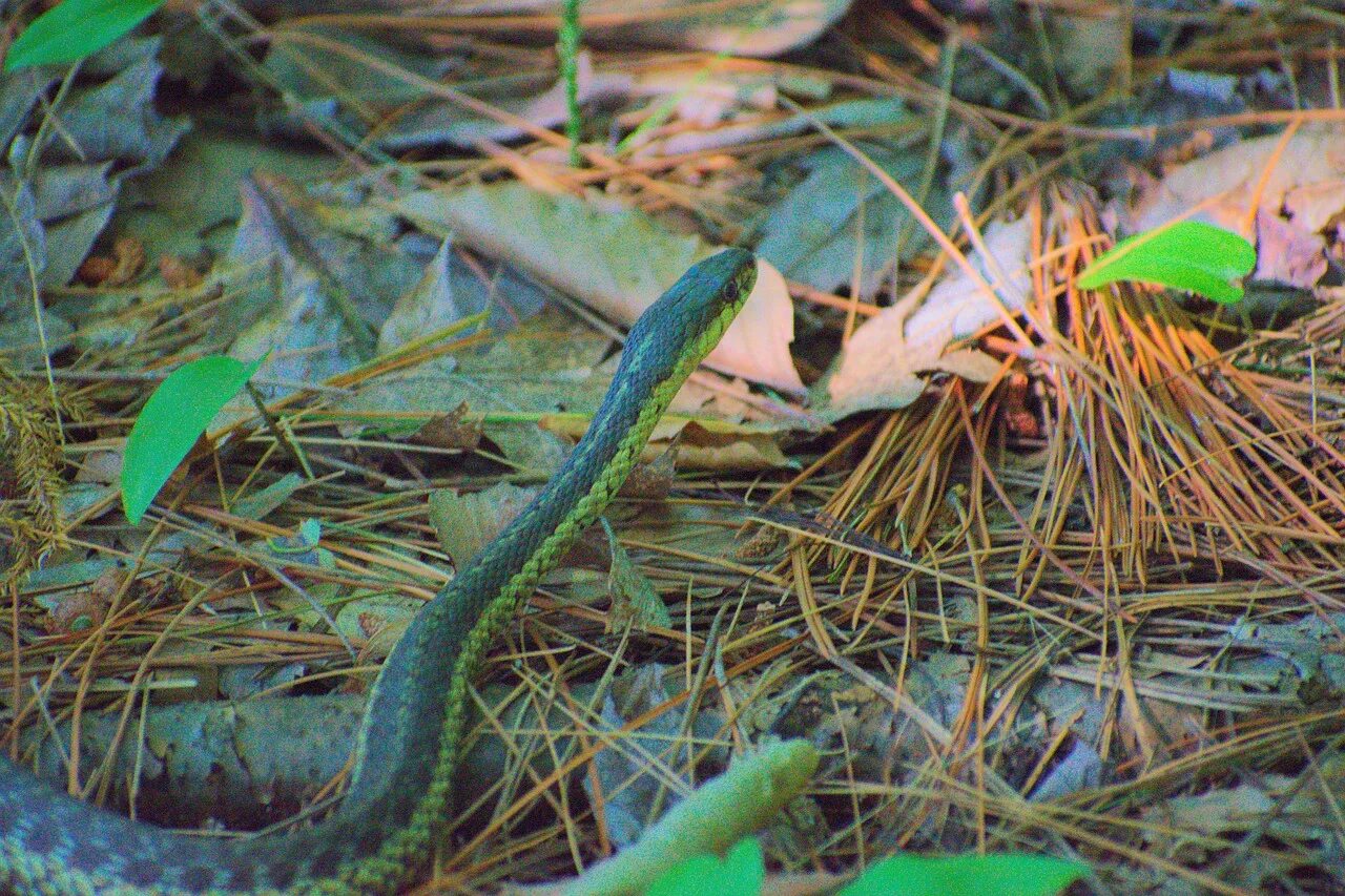 Snake  гадюка Forest. Ядовитая Лесная змея. Зелёные змеи в России. Змея Лесная зеленая.