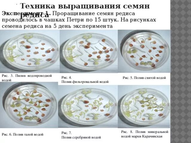 Чашка Петри для проращивания семян. Опыт проращивания семян в чашках Петри. Семена в чашке Петри. Пророщенные семена в чашках Петри. Экспериментатор измельчил семена гороха добавил воды