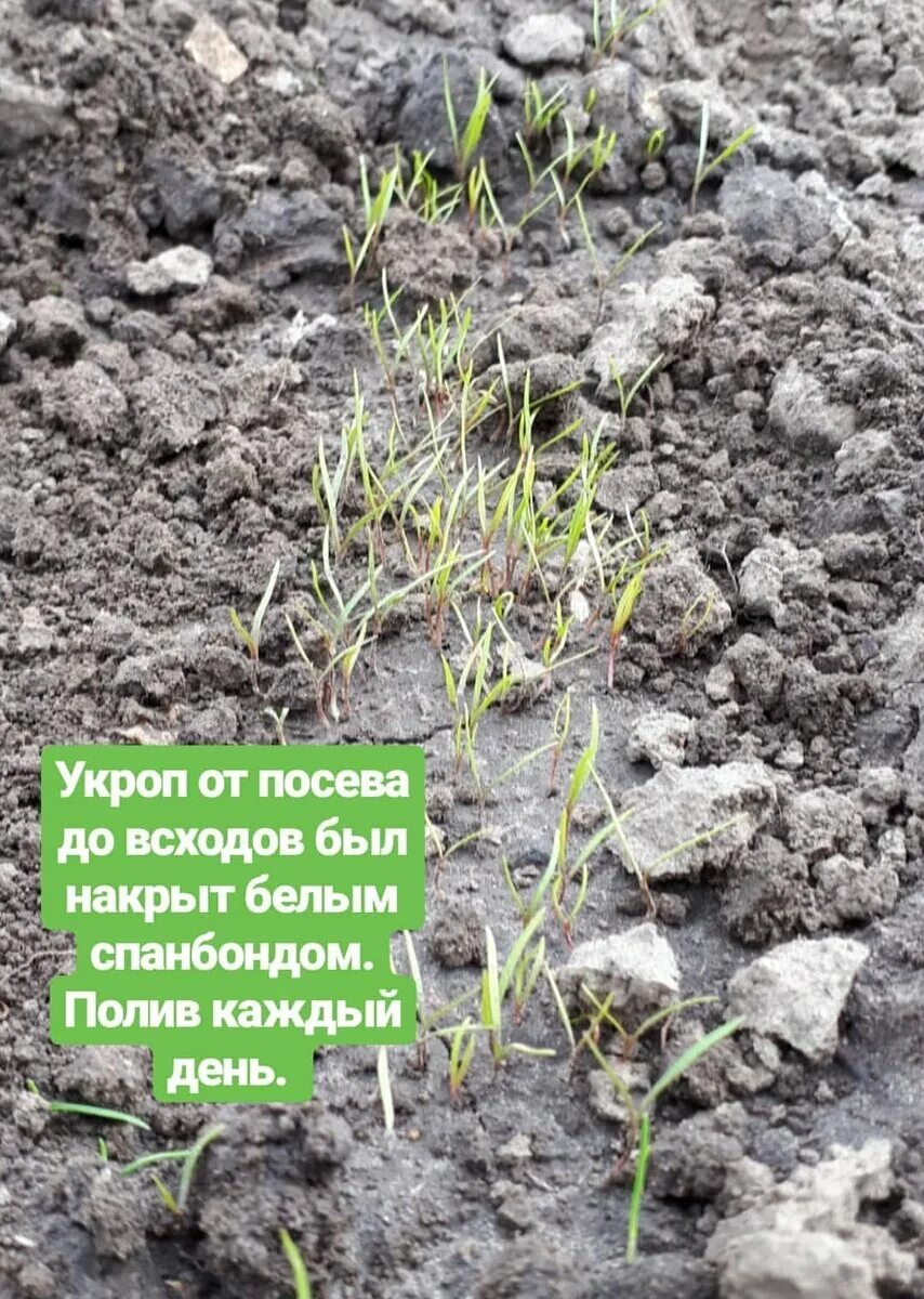 Всходы укропа. Как выглядят всходы укропа. Укроп всходит. Всходы укропа после посева. Через сколько дней всходит укроп