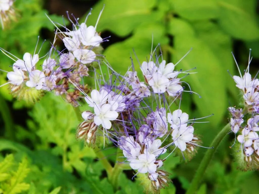 Трава фацелия. Фацелия рябинколистная. Сидерат медонос фацелия. Фацелия пижмолистная. Фацелия сидерат.