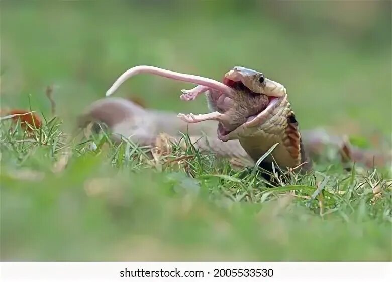 The cobra is a common poison. The cobra is a common poison