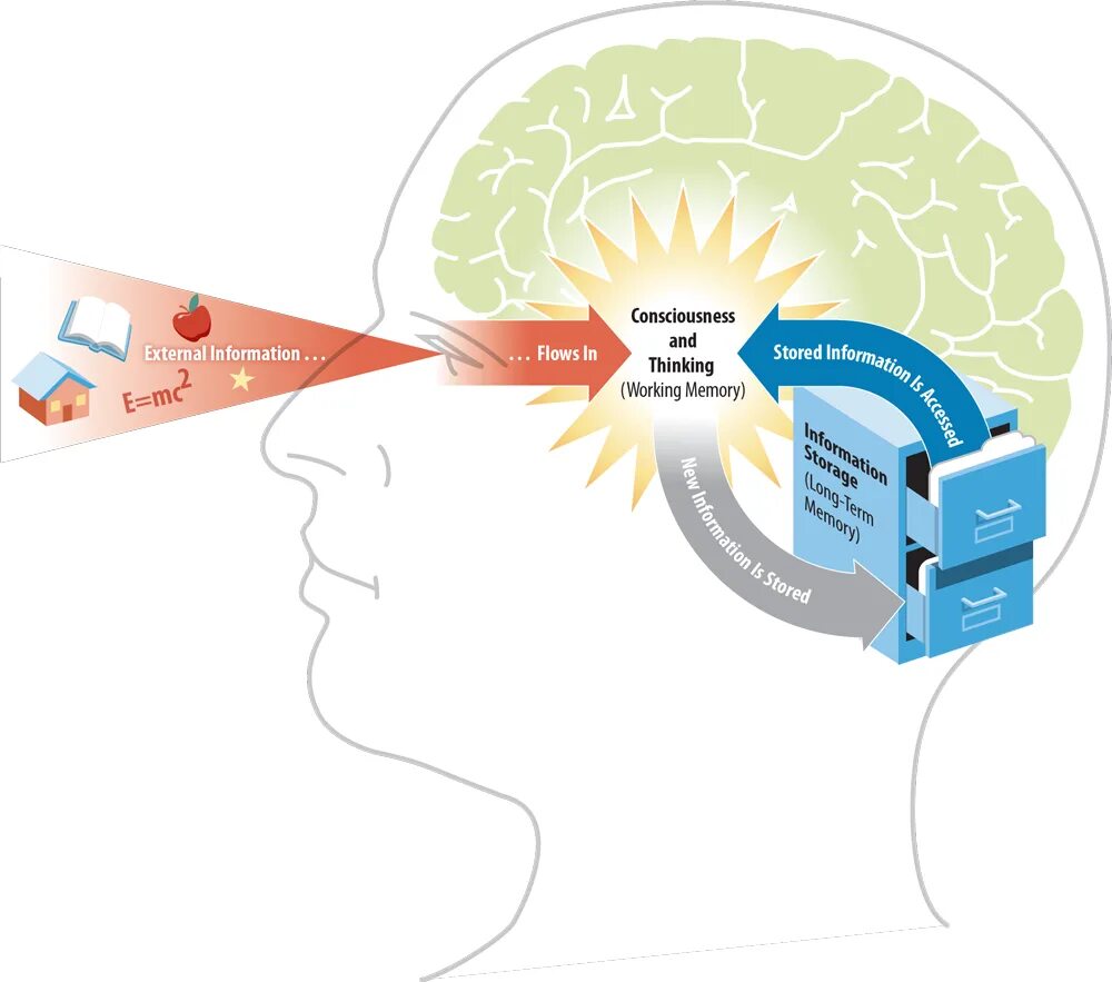 How the Brain works. Brain working. Brain and cognitive Development.