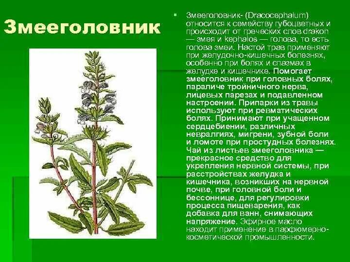Название какого растения происходит от слова хвост. Лекарственные растения семейства яснотковые. лекарственная трава семейства губоцветных. змееголовник тычиночный. семейство губоцветные представители.