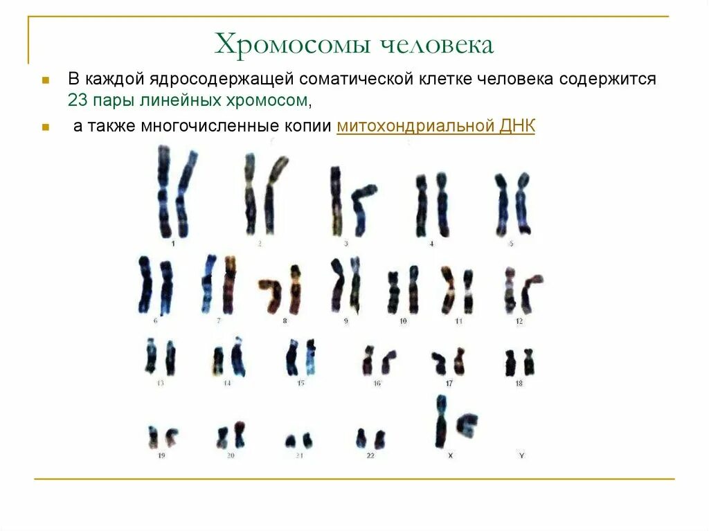 Хромосомы человека. Хромосомный набор человека. Набор хромосом у человека.