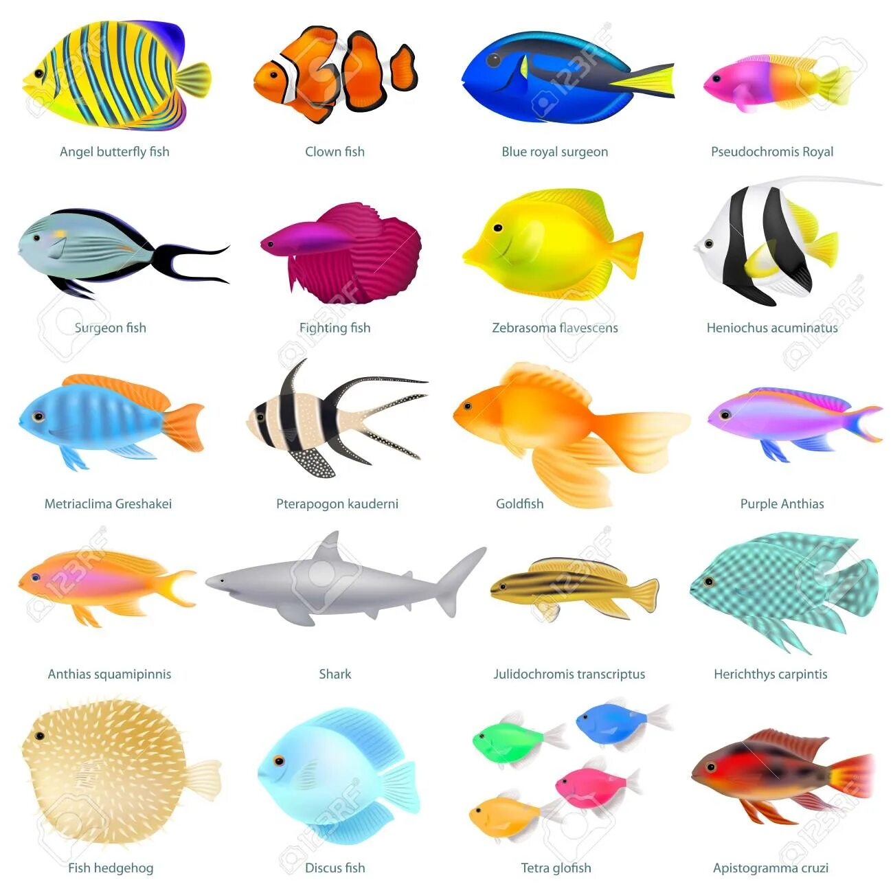 Fish name. Тропические рыбки по названиям. Определитель тропических рыб. Закрученная рыбка разных цветов. Fish Fishes difference.