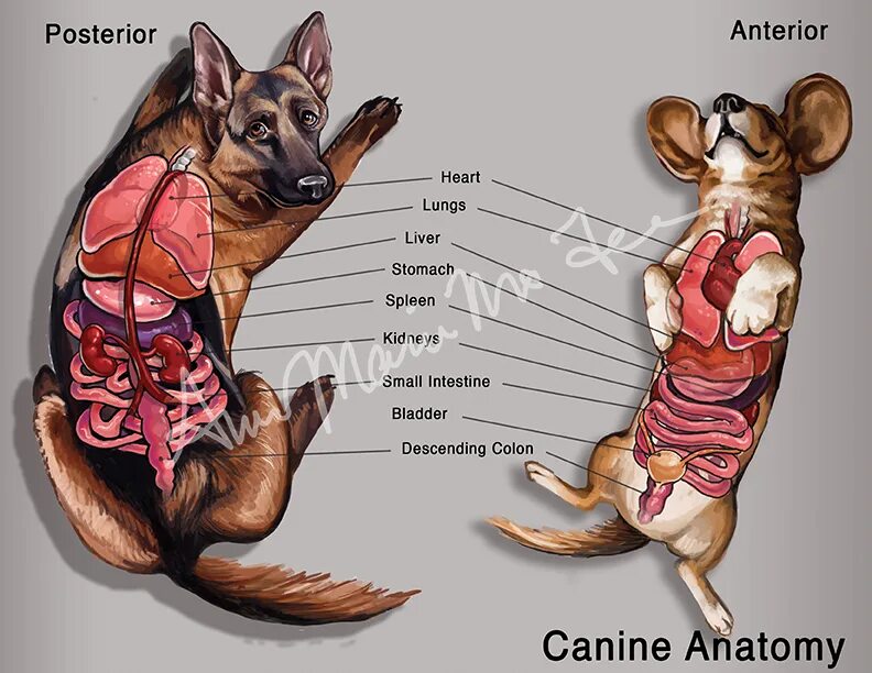 Как выглядит сердце собаки canine anatomy jugular vein in 2022 Dog anatomy, Vet medicine, Pet health