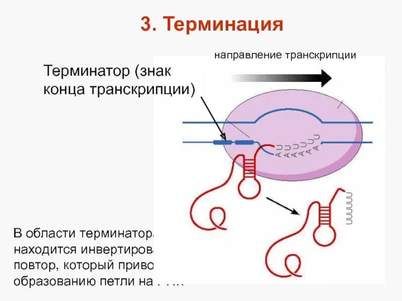 Терминатор рнк. Терминация транскрипции. терминатор транскрипции. направление транскрипции. терминация рнк.
