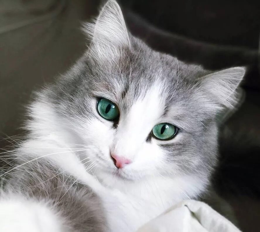 Кошки бело серого окраса. Серо белая кошка. Бело серая кошка. Серо белые коты. Серо белый окрас кота.