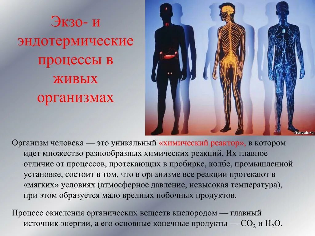 Экзо и эндотермические процессы. Эндотермические реакции в организме человека. Химические процессы в теле человека. Экзо и эндотермические реакции.